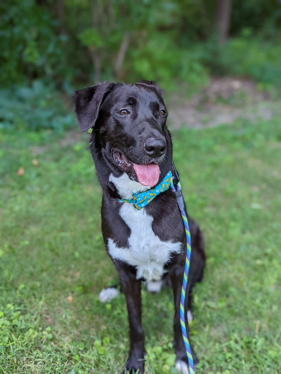 PageTurnerLit's tweet photo. Henry's sporting a pineapple bowtie collar and MardiGras lead from @PackLeashes! Check out their pawesome products for the fur-fect gift for your four-legged friend! Use Code HENRYHERO @ checkout for a discount! #thepack #packleashes #DogsofTwittter #dogsoftwitter #DogsOnTwitter https://t.co/qCihzVsYfD