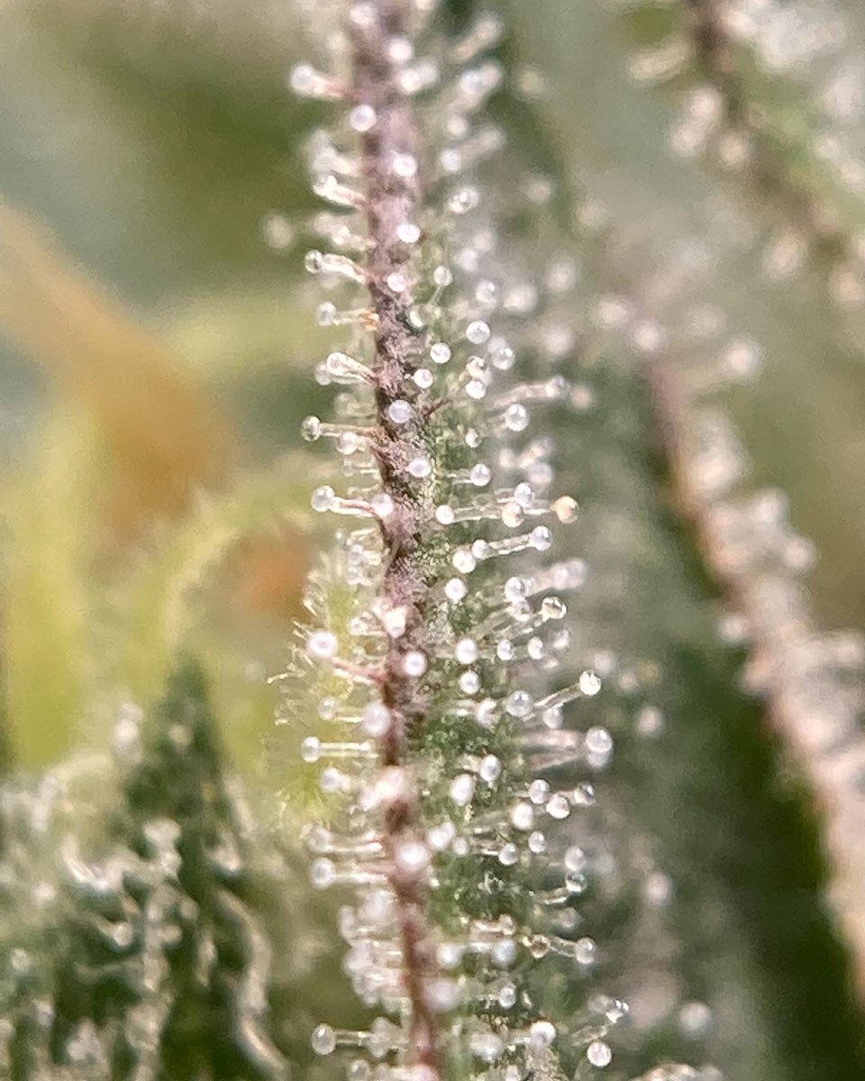 highlands_mi's tweet photo. Trichome Tuesday ✨
#MacV2 and #BlueDream
#CannabisCommunity #cannabisindustry #Mmemberville #escape #strains https://t.co/u8sN9SjTHw