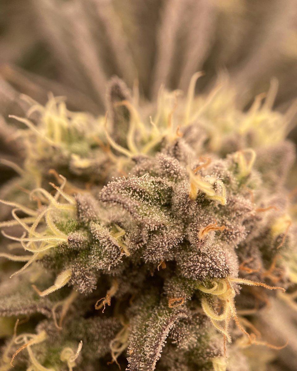 highlands_mi's tweet photo. Trichome Tuesday ✨
#MacV2 and #BlueDream
#CannabisCommunity #cannabisindustry #Mmemberville #escape #strains https://t.co/u8sN9SjTHw