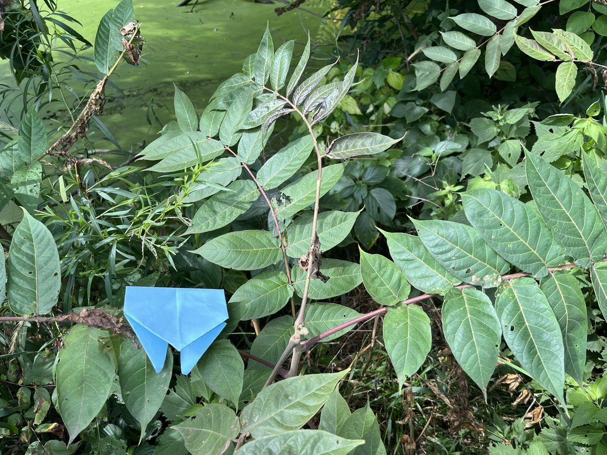 TheOrigamiFrogs's tweet photo. blue in green
#summer #origamifrog https://t.co/6223641Xsk