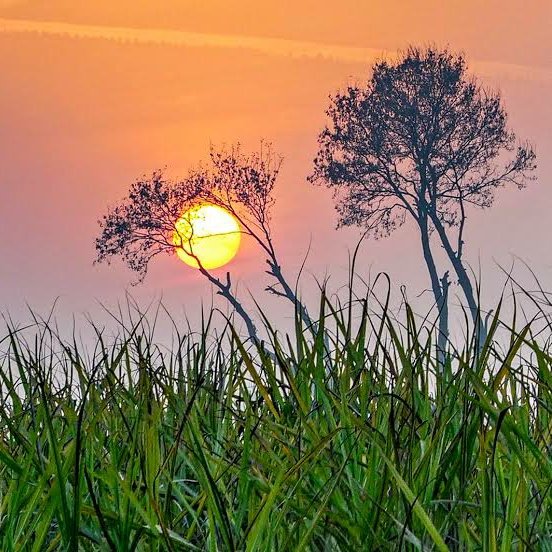 #NewProfilePic #Tiranga in colours of Nature 🇮🇳🌳