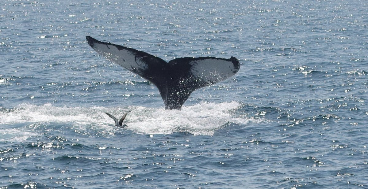 romainJSBLannes's tweet photo. Gey lucky to watch some whales in Boston bays. Can only recommend it is amazing 🥳. https://t.co/Vm4Oe5khQt