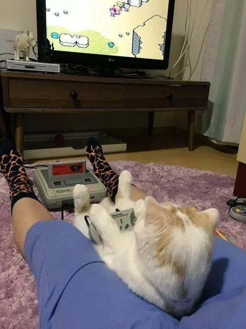cats who play video games (@gamercatss) on Twitter photo 