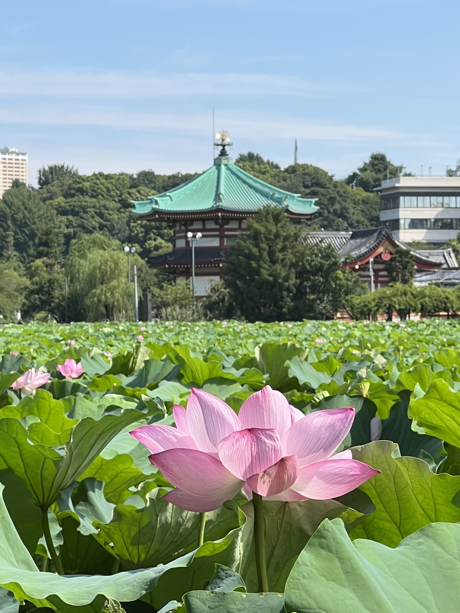 Akemi Shoomy Taku 不忍池 蓮 蓮の花 蓮池 上野 湯島 池之端https T Co Yw6otg0ssj Twitter Akemi Shoomy Taku 不忍池 蓮 蓮の花 蓮池 上野 湯島 池之端https T Co Yw6otg0ssj Twitter