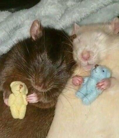 WholesomeMeme's tweet photo. https://t.co/3HOGt9TvYh