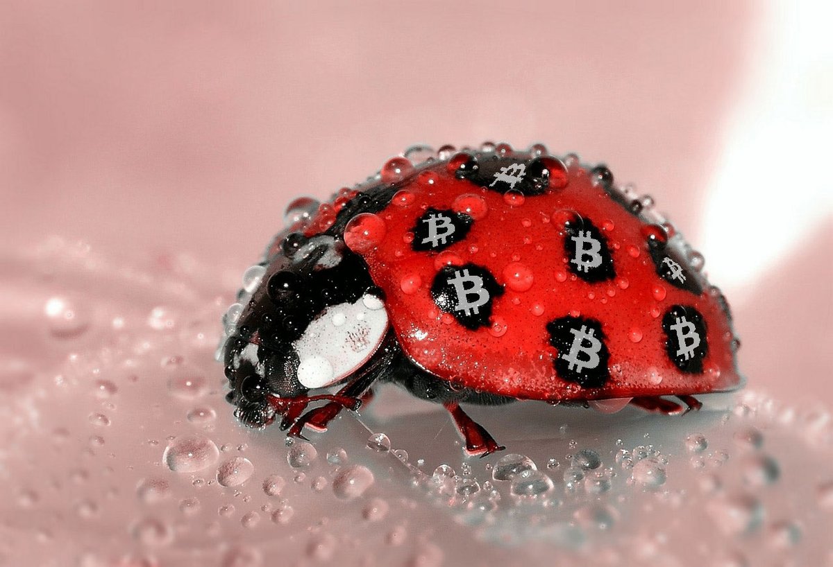 AltcoinDaily's tweet photo. Good morning #Bitcoin holders! 🐞 https://t.co/ai2QRpm8Zj