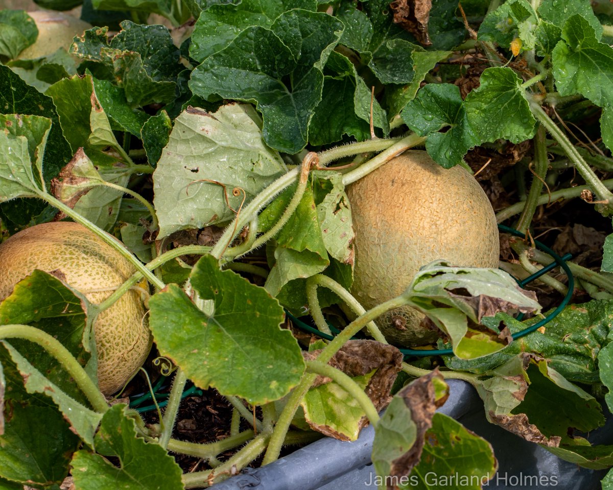 Harris County Master Gardeners tweet media