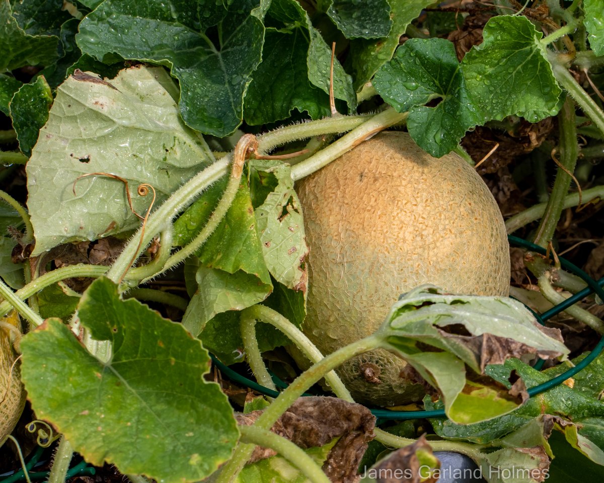 Harris County Master Gardeners tweet media