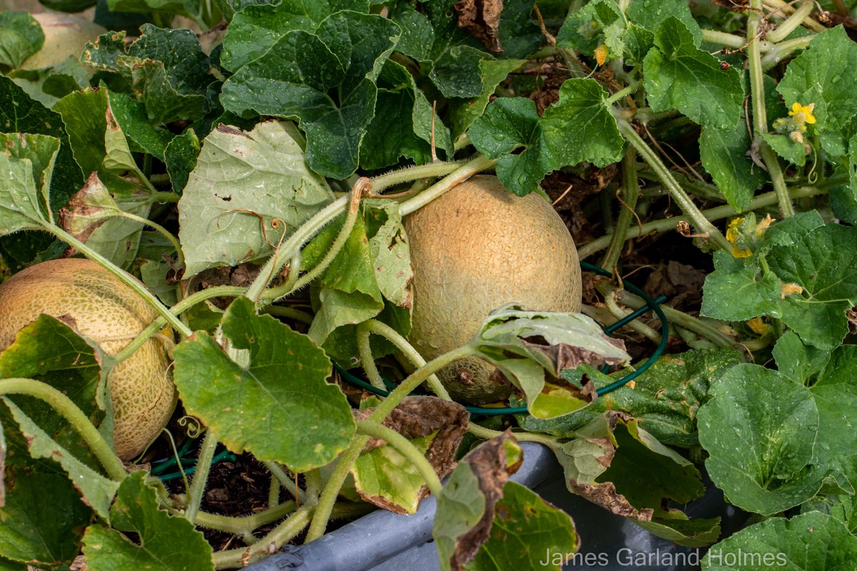 Harris County Master Gardeners tweet media