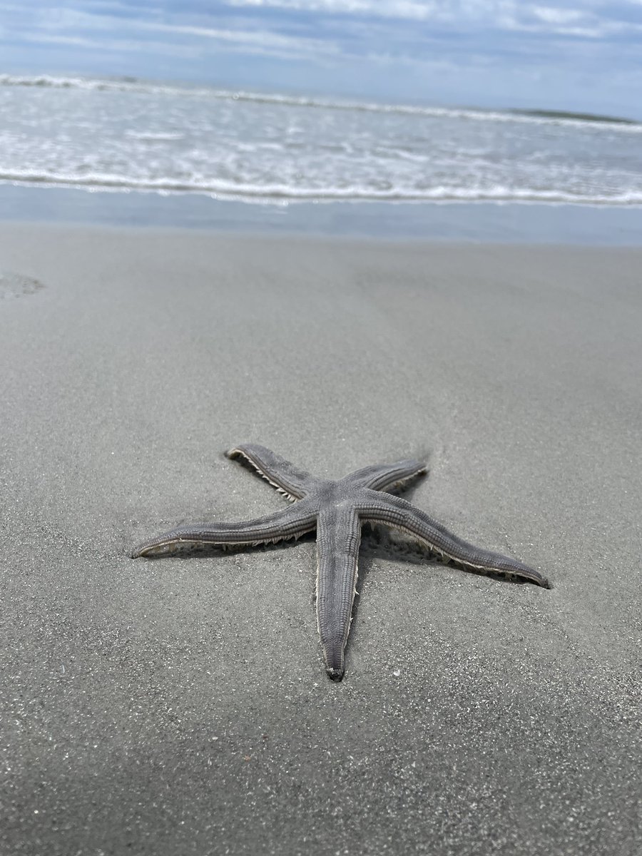 KenzieJergens's tweet photo. Starfish ⭐️ https://t.co/7KBoa6AIbK