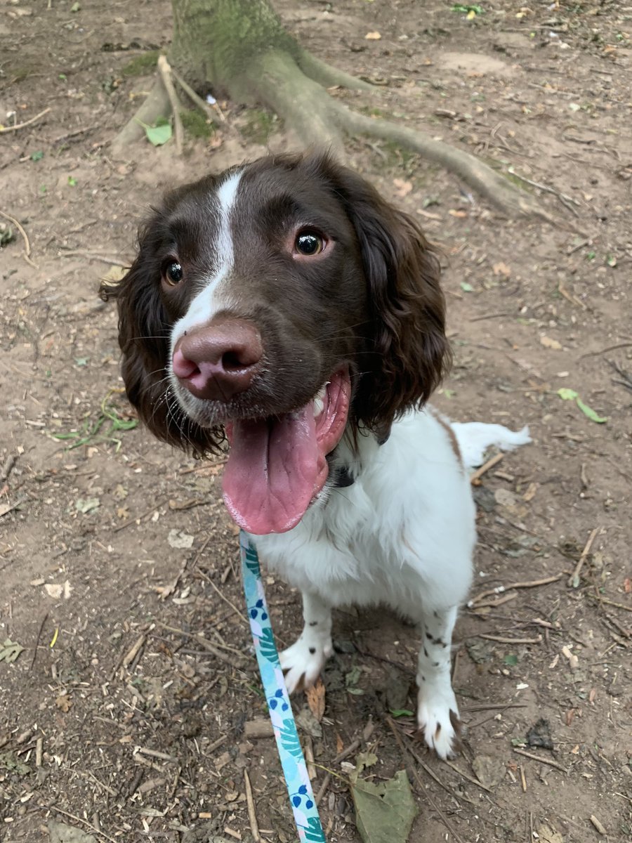 Miss_J_Roberts's tweet photo. Taken a while to switch off during the holiday but having this beautiful boy to go walking with has definitely helped 💕 #summerholidays #teacherlife https://t.co/iOgIm1wwyn