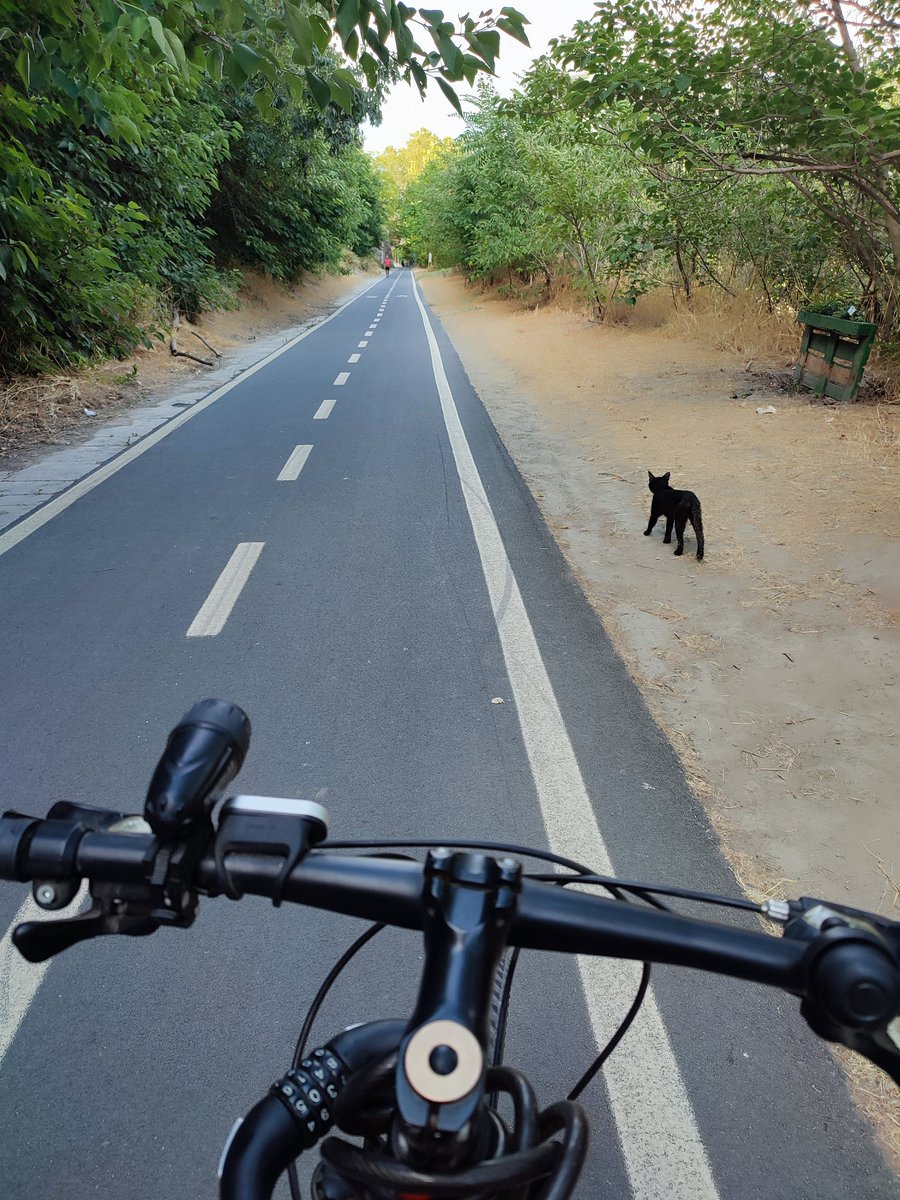 ManuSsn's tweet photo. 🚴♀️🚴♂️ ..Bike & Cats #BikeAfterWork https://t.co/1BwvtOV7eC