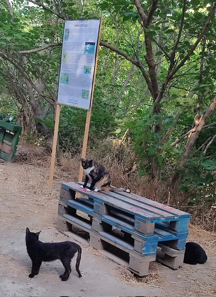 ManuSsn's tweet photo. 🚴♀️🚴♂️ ..Bike & Cats #BikeAfterWork https://t.co/1BwvtOV7eC