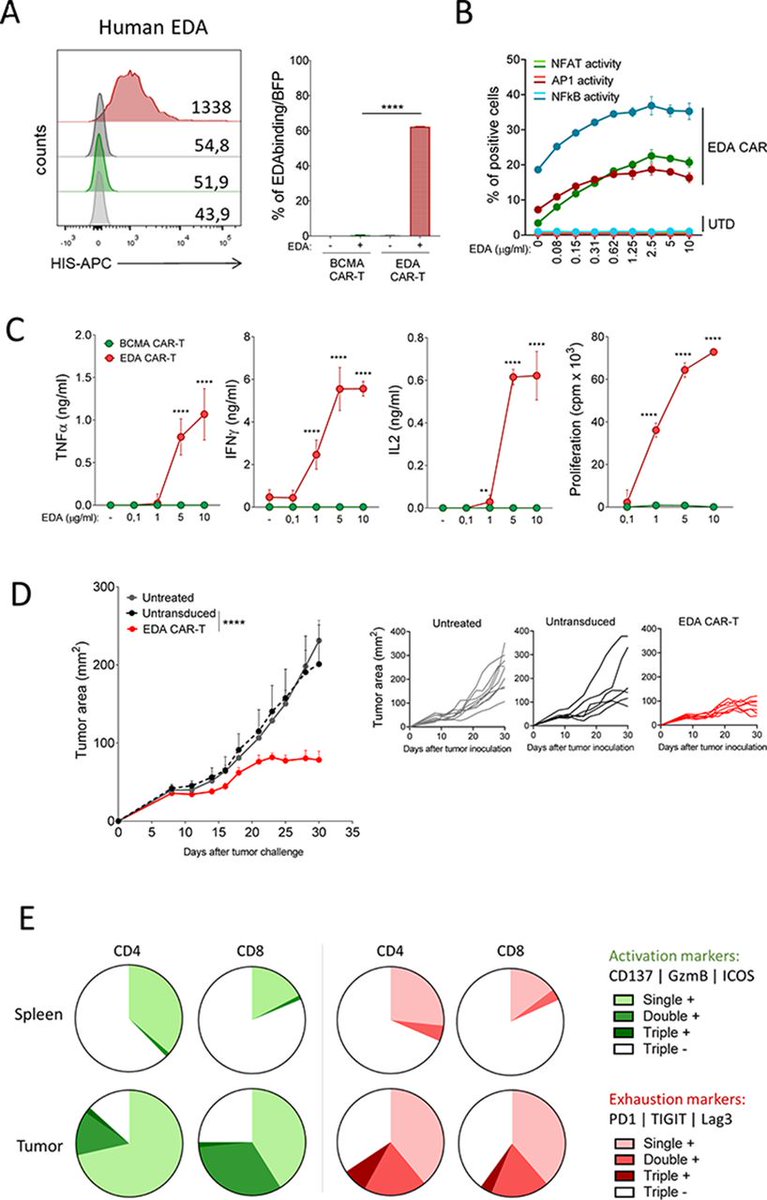Journal for ImmunoTherapy of Cancer (@jitcancer) on Twitter photo New #JITC article: Targeting the extra domain A of fibronectin for cancer therapy with CAR-T cells bit.ly/3BDAaLS <a href="/jose_lasarte/">Juan José Lasarte</a> New #JITC article: Targeting the extra domain A of fibronectin for cancer therapy with CAR-T cells bit.ly/3BDAaLS <a href="/jose_lasarte/">Juan José Lasarte</a>