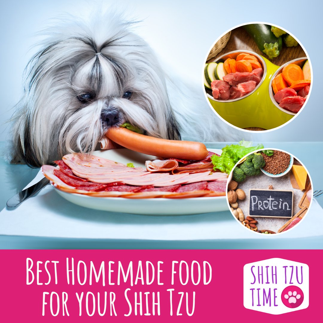 ShihTzuTime's tweet photo. Your Shih Tzu deserves the best! Treat them with homemade, fresh food. #shihtzutime 🐶💖 Here are some ideas: https://t.co/b2Kbs3Xwbw

#shihtzu #shihtzutime #shihtzutips #shihtzufood #shihtzuworld #shihtzudaily #shihtzulife #shihtzulove #shihtzunation https://t.co/F59riGoODH