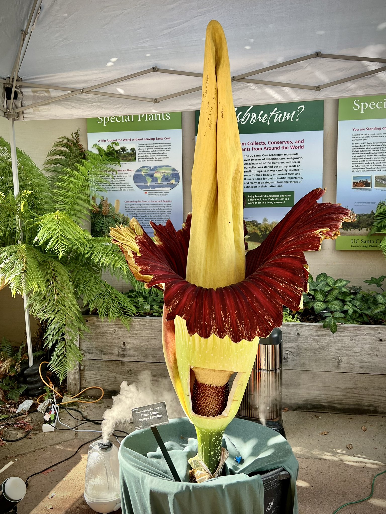 UC Santa Cruz Science on Twitter "🧵(1/4) The corpse flower surprised