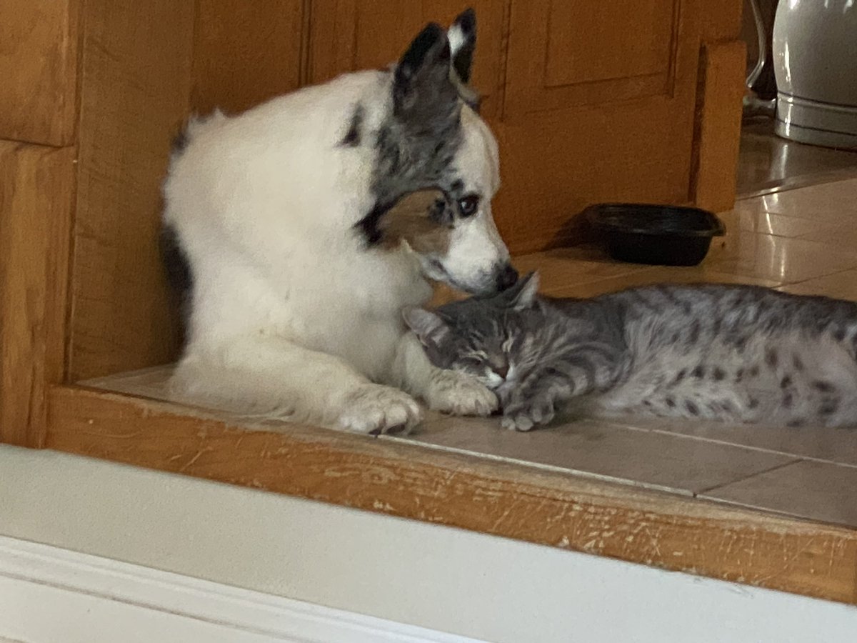 Dr. Brooke Bodensteiner tweet media