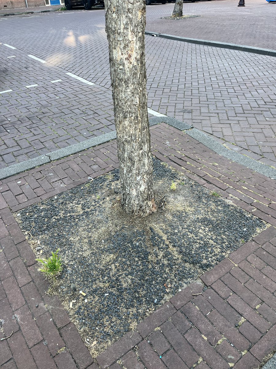 mvanaesch's tweet photo. Als je bomen in het asfalt giet, waardoor de wortels geen zuurstof krijgen is het logisch dat ze niet oud worden. Waarom gebeurt dit? Onnodige geldverspilling, ten koste van het leven van bomen en tientallen #dieren en #insecten #Westerpark #020west #kappenmetkappen #PvdD https://t.co/6UO0ODt7BP