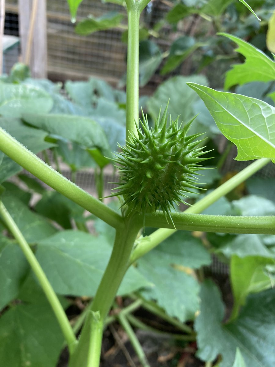 When you find Datura sp. - one of the UK’s most poisonous plants - lurking amidst the beans and courgettes of the veg patch 😳 #poisonousplant #devilstrumpets