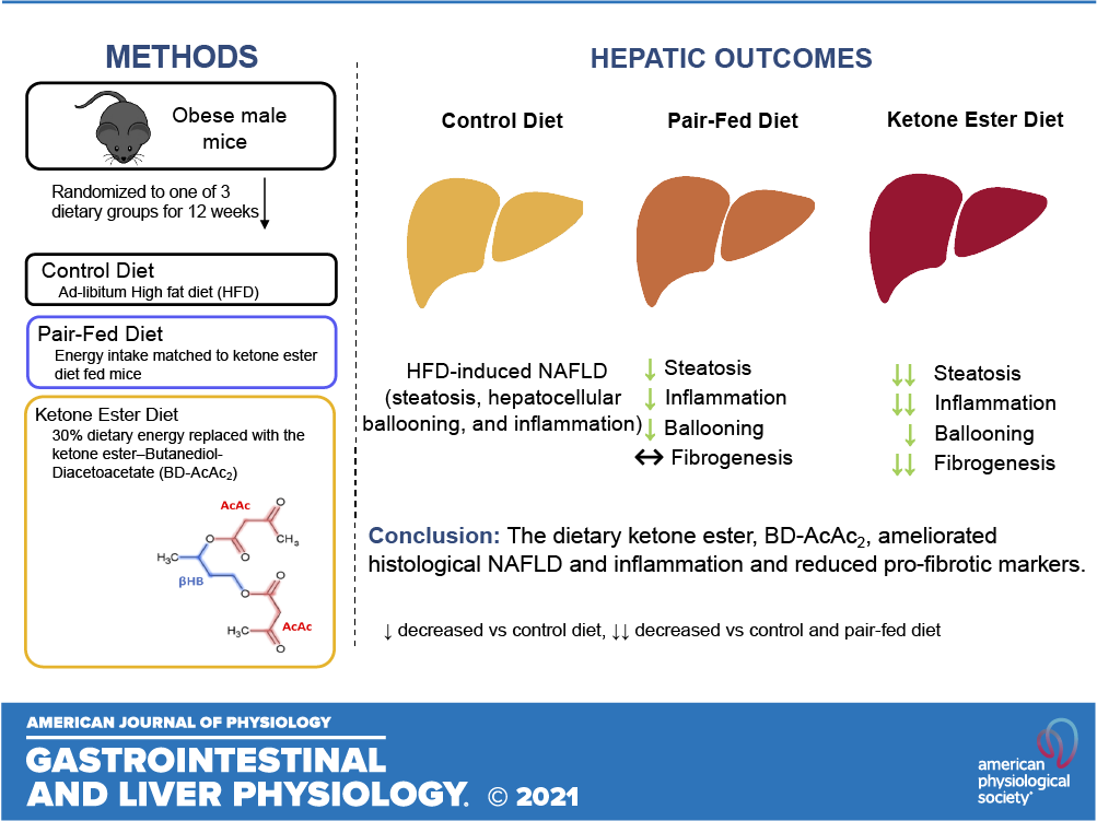 AJP-Gastrointestinal and Liver Physiology (@ajpgi) on Twitter photo Available to read!
Take a look👉A dietary #KetoneEster mitigates histological outcomes of NAFLD and markers of fibrosis in high-fat diet fed mice by Mary P. Moore, et al
ow.ly/2Bew50K5qvM
<a href="/RoryCunningham_/">Rory Cunningham</a> <a href="/SarahDeemerPhD/">Dr. Sarah Deemer</a> #fibrogenesis #ketosis #ajpgi #GITwitter Available to read!
Take a look👉A dietary #KetoneEster mitigates histological outcomes of NAFLD and markers of fibrosis in high-fat diet fed mice by Mary P. Moore, et al
ow.ly/2Bew50K5qvM
<a href="/RoryCunningham_/">Rory Cunningham</a> <a href="/SarahDeemerPhD/">Dr. Sarah Deemer</a> #fibrogenesis #ketosis #ajpgi #GITwitter