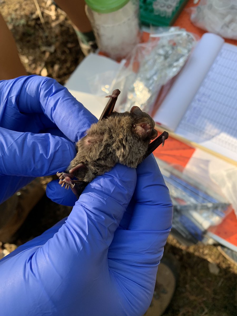 ZLanszki's tweet photo. Sampling of Miniopterus schreibersii 🦇 #bats #lloviu #research #science #nature #animals #fildwork https://t.co/TFq7ZITOnN