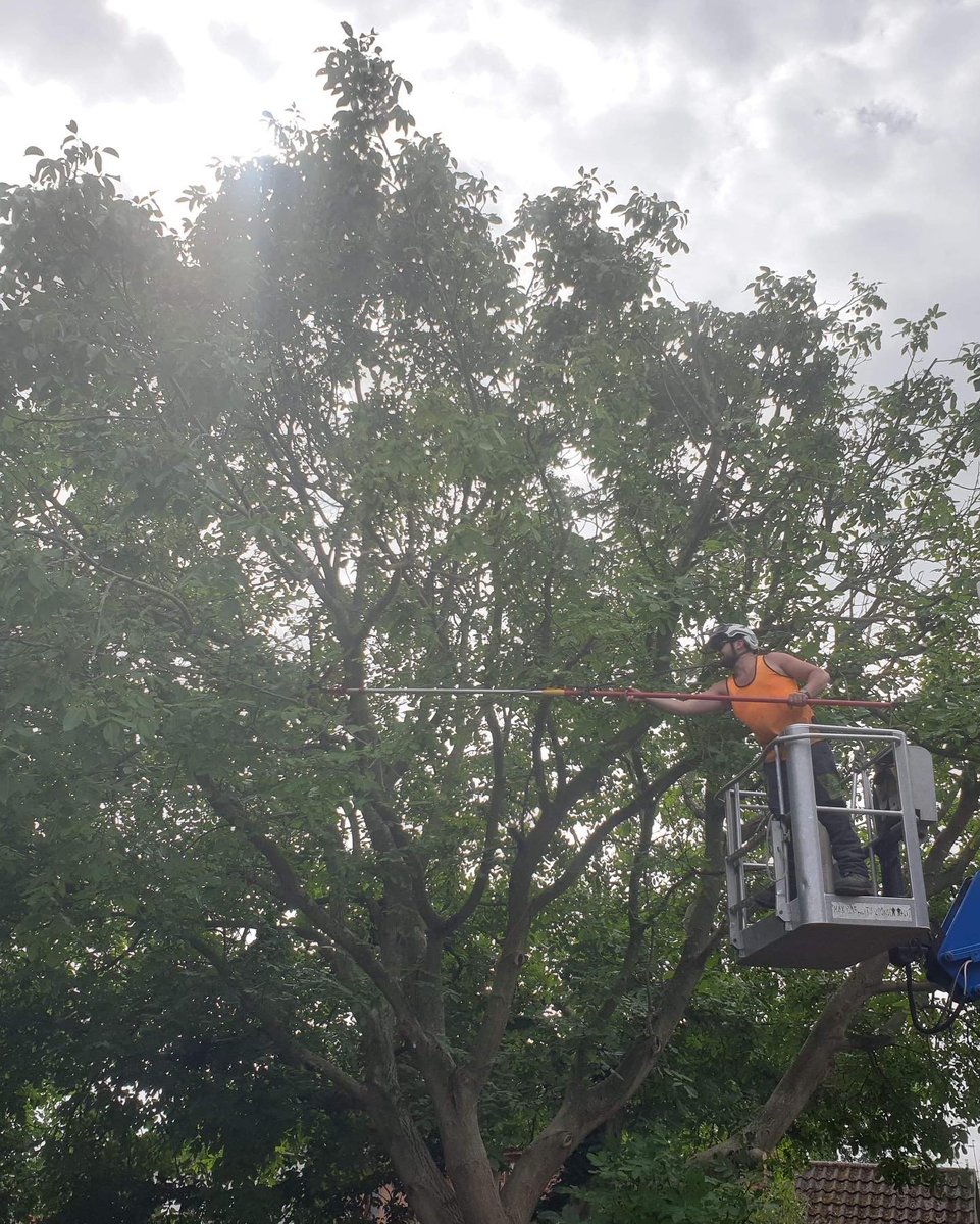 RFTreeSurgeons's tweet photo. A large walnut with a tree protection order, over-hanging a road cut to the specifications allowed by the council. All applications, traffic management and liasing with the council carried out by us.
https://t.co/hCgDeV6McW https://t.co/CbGLV3WdkT