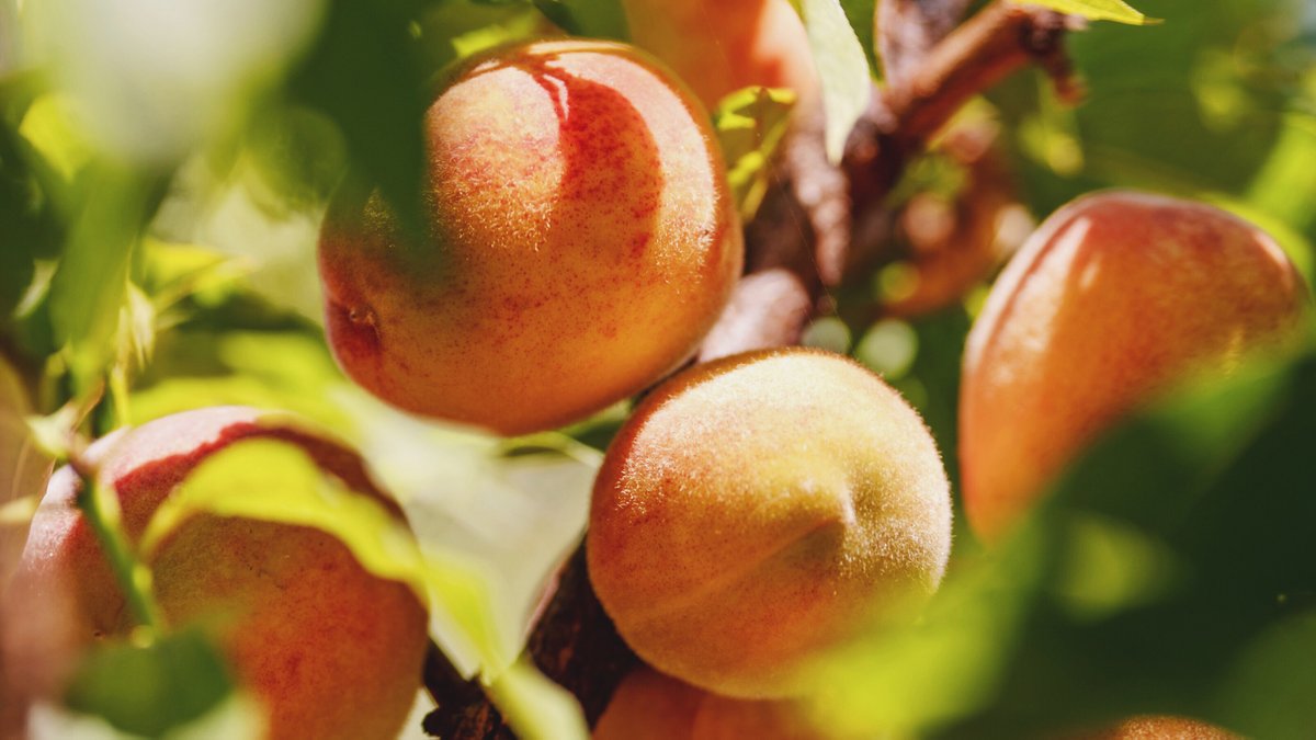 BCTransit's tweet photo. 🙌 #Penticton riders, headed to #PentictonPeachFestival? We've added extra service to help get you there! 🍑

Additional buses have been scheduled from August 3 - 7, for route specifics 👉 https://t.co/IqLKmztNPs

@cityofpenticton @peachfest2022 https://t.co/bH8sJE9Gnh