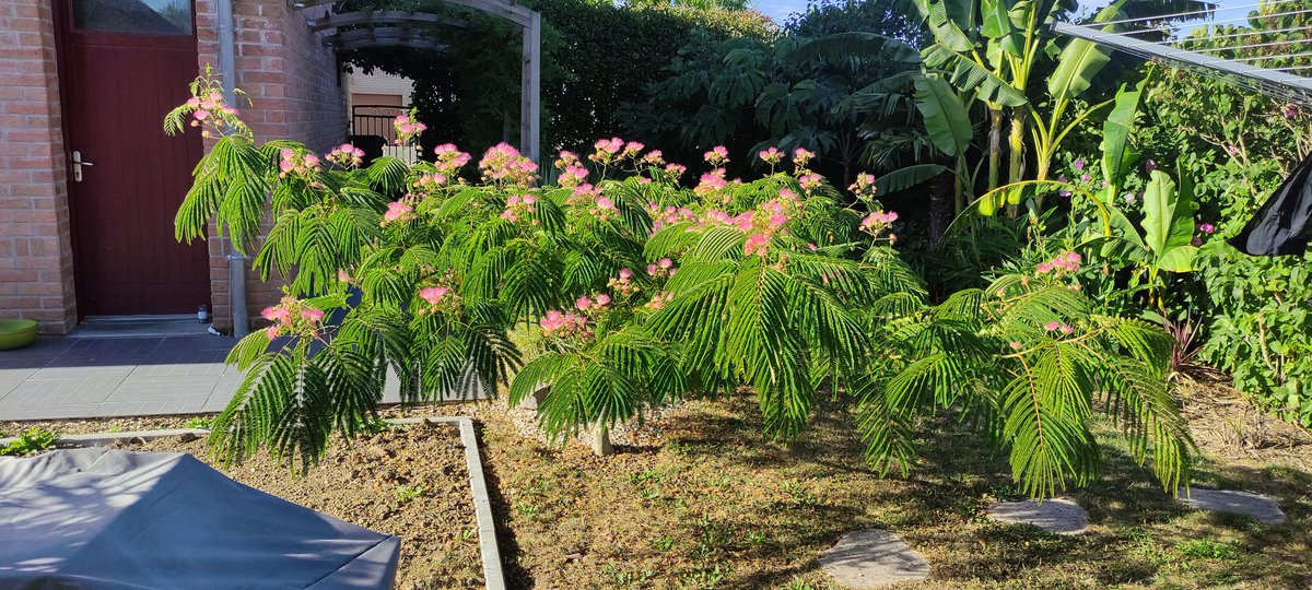 chuwba46's tweet photo. @frdvil @la_palmeraie 
Coucou vous deux, j'ai une petite question pour mon Albizia... Ce dernier planté depuis 6-7 ans, a décidé de pousser à l'horizontale.. il ne monte pas en hauteur.. que faire? Une taille sévère à l'automne ??
Merci d'avance. ;) https://t.co/1PwSUhCVOd