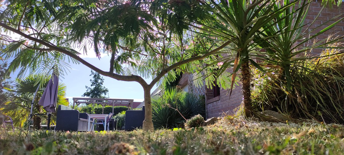 chuwba46's tweet photo. @frdvil @la_palmeraie 
Coucou vous deux, j'ai une petite question pour mon Albizia... Ce dernier planté depuis 6-7 ans, a décidé de pousser à l'horizontale.. il ne monte pas en hauteur.. que faire? Une taille sévère à l'automne ??
Merci d'avance. ;) https://t.co/1PwSUhCVOd