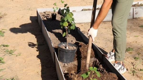agroblogs_ru's tweet photo. Как правильно разбить виноградник на участке?

В нашем новом ви��ео мы расскажем о том, как правильно разбить виноградник на приусадебном участке. Начнём мы это делать с самого начала, поэтому разберёмся и в выборе посадочного материала, и в…
https://t.co/0zL3rrxB6N https://t.co/EwqTF6NVdG
