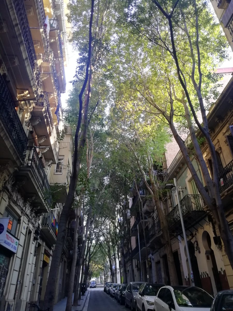 raquelvelag's tweet photo. Sempre que passo per Blasco de Garay em meravello d'aquest túnel de lledoners de 12 m d'alçada. Tot i que en carrers d'aquesta amplada, em temo que els manuals tècnics ja no permetrien plantar-ne 🤷🏻‍♀️ https://t.co/tcAp73IRVy
