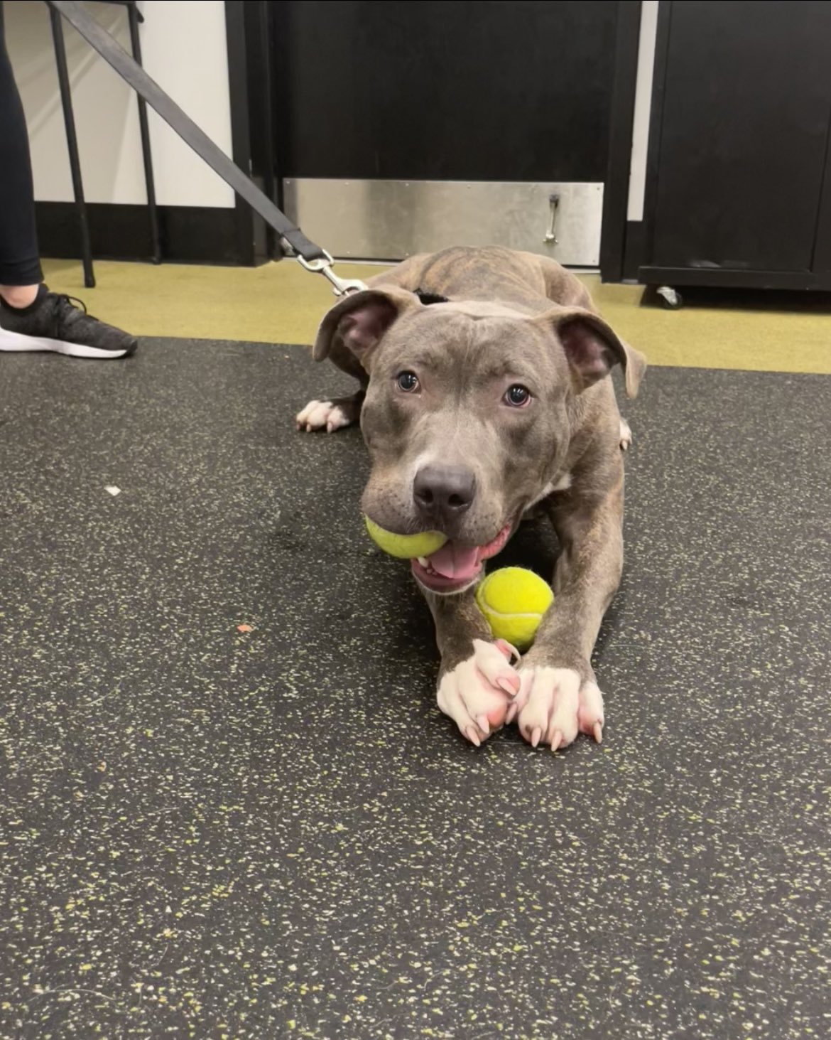 Nebraska Humane Society on Twitter "pov you just threw a tennis ball