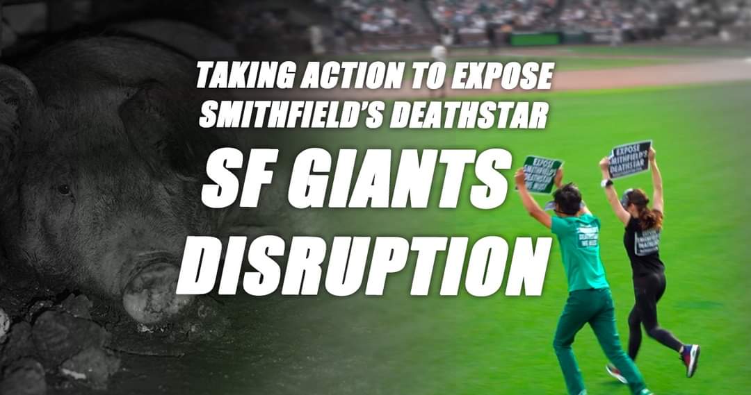 dxeverywheresf's tweet photo. Join us on Saturday, August 6th, to hear from @keyseeya & @mistergreensf who ran on the field & disrupted the SF Giants game to get the animal rights message in front of the cameras! Also on Zoom. #DxESFBay #BayArea #SmithfieldsDeathstar
Event page:
https://t.co/2xQ8BI96ol https://t.co/4d2Z24jTJV