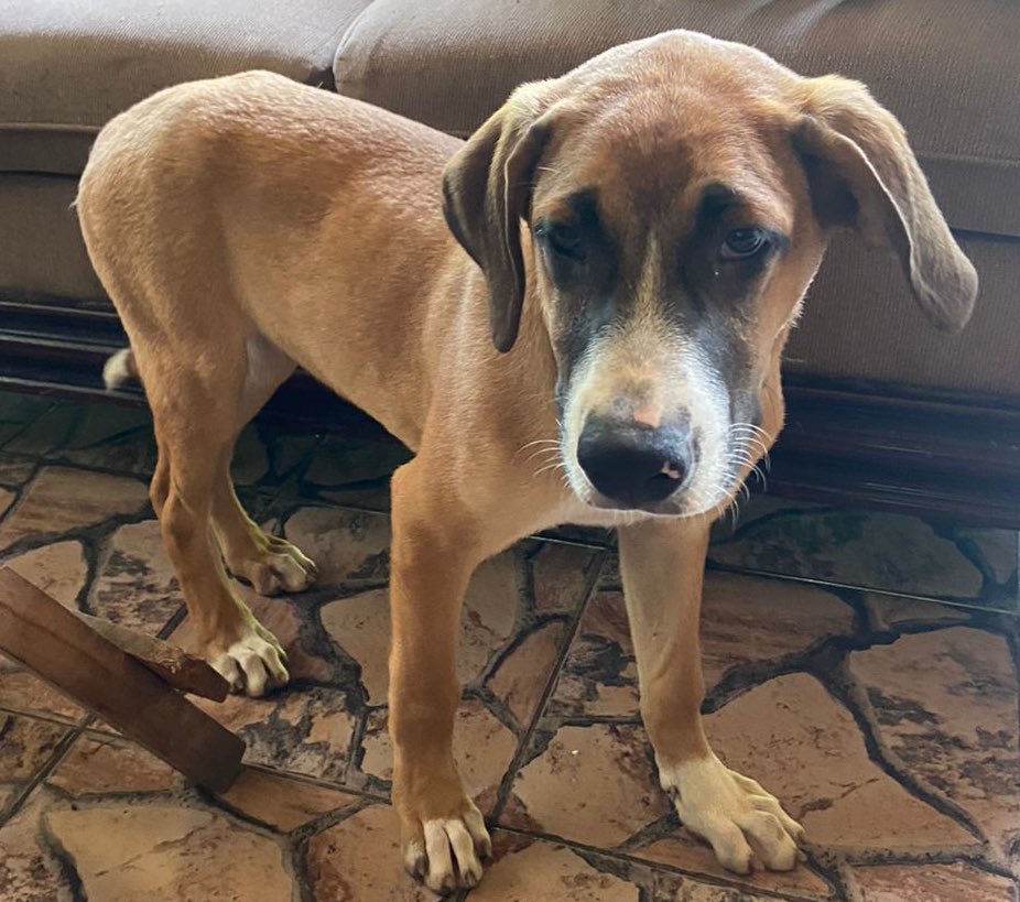 Bello Cachorrito en adopción información con Sofía al WhatsApp: 7937-7713 por favor 🙏 compartir <a href="/ibaelsalvador/">Instituto de Bienestar Animal</a> <a href="/lamanadadepick/">La Manada De Pick</a> <a href="/MilanguitosESA/">Asociación Milagros de Amor</a>