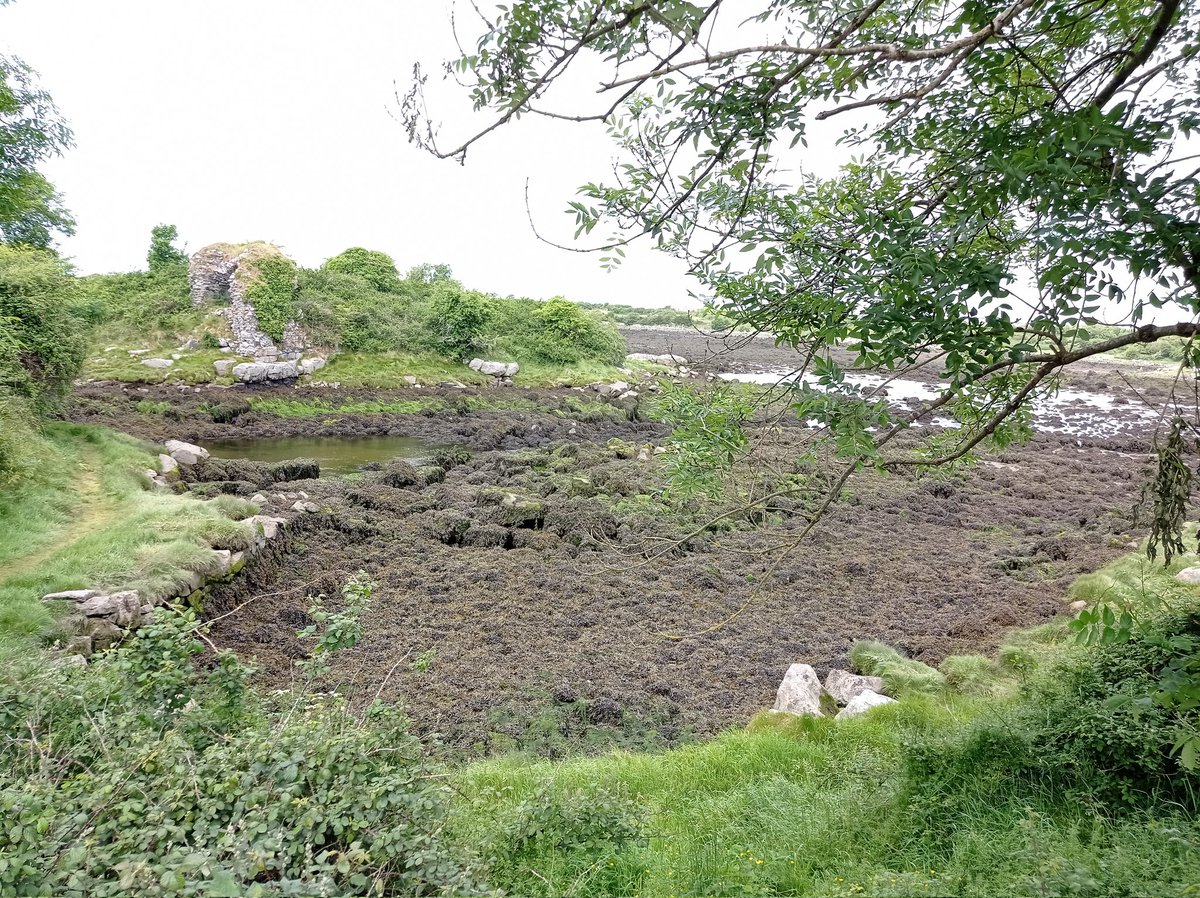 AgrefineI's tweet photo. #AgRefine research is based on extracting #ValuableCompounds of #FreshGrass #EnsiledGrass #FreshSeaweed #EnsiledSeaweed with #BiorefineryTechnologies. The pictures show #GrassSilage and #WildSeaweed https://t.co/moas682Iqr