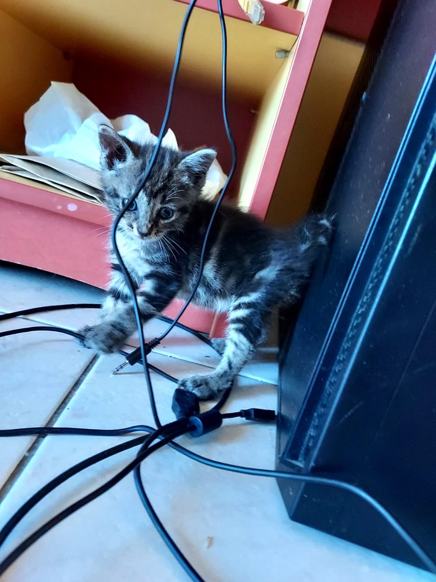 Un ami a trouvé un chaton coincé dans un moteur de voiture, c'est une femelle, sevrée, de 2 mois environ, très joueuse et curieuse, il peut la garder que quelques jours alors si quelqu'un veut bien l'adopter aux alentours d'Agen faites le savoir, sinon RT appréciés 🙏
