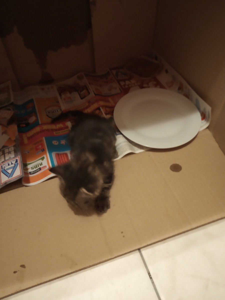botkzz's tweet photo. Un ami a trouvé un chaton coincé dans un moteur de voiture, c'est une femelle, sevrée, de 2 mois environ, très joueuse et curieuse, il peut la garder que quelques jours alors si quelqu'un veut bien l'adopter aux alentours d'Agen faites le savoir, sinon RT appréciés 🙏 https://t.co/TbtvbqcQhx