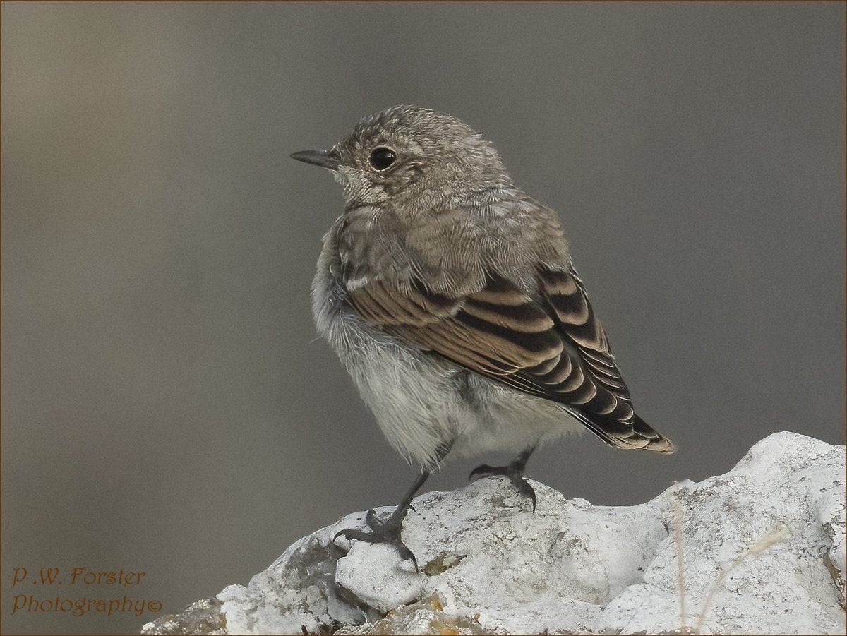 Juv Wheatear Durham Dales
@teesbirds1 @WhitbyNats @WildlifeMag @Natures_Voice @wildlife @ynuorg @clevelandbirds @teeswildlife @TeesCoast @DurhamBirdClub @TeesmouthNNR @RSPBSaltholme @Bempton_Cliffs @YorkBirding @YWT_North #nodrivalpost