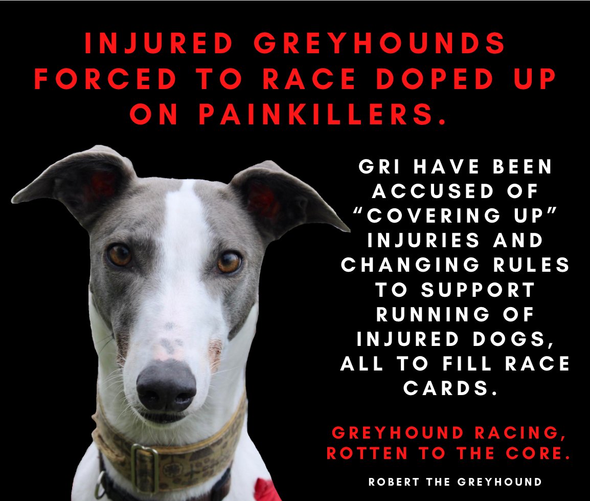 GreyhoundRobert's tweet photo. #Greyhounds consistently turning up doped with painkillers to mask existing injuries. GRI accused by their own industry participants of covering up injuries and changing rules to suit. But welfare is at the heart of the sport? #DopedDogs #BanGreyhoundRacing https://t.co/2EwYa13vBn