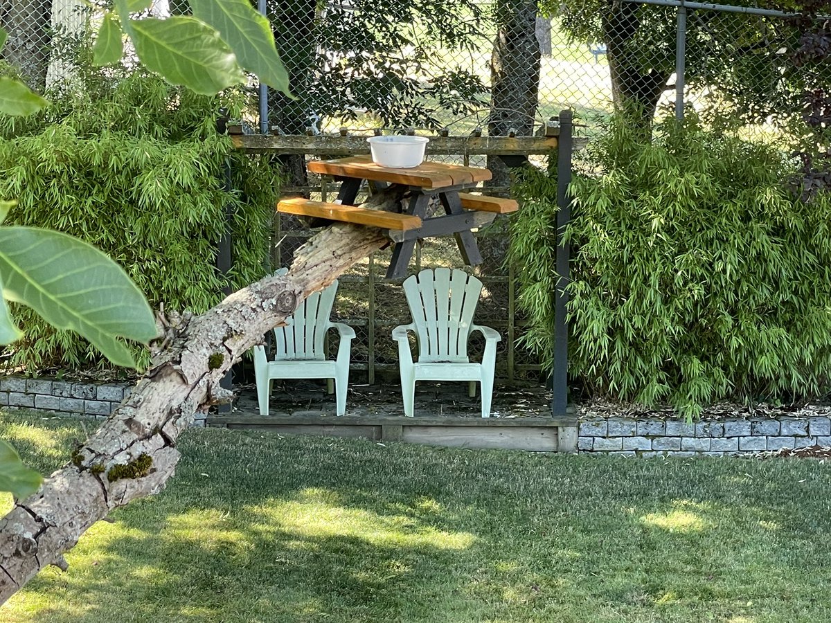 ShirtGuyMMA's tweet image. Got one aswell but we aren’t on top of filling it with nuts enough , we have two squirrels in our walnut tree but in 2 years we’ve never seen them at the table #keepitfull