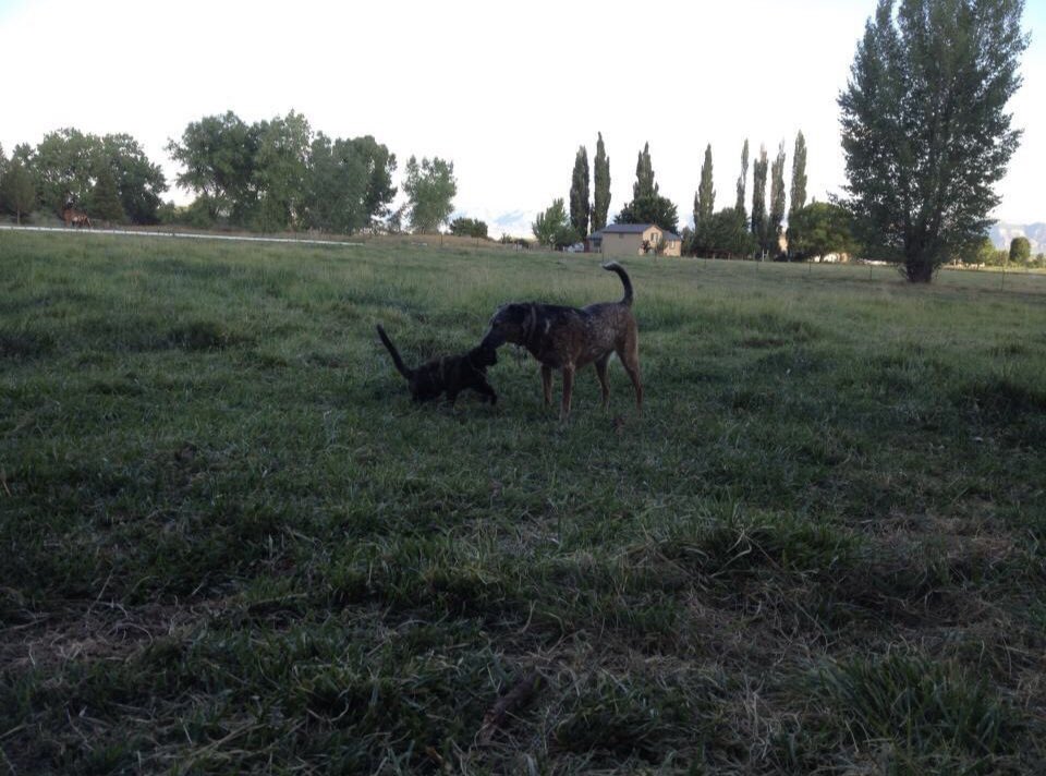Seebear21's tweet photo. We lost our precious agent of chaos this weekend. Just hoping she’s hunting whatever small creatures are in the great beyond and running with all 4 legs. https://t.co/PRVcA8fn1X
