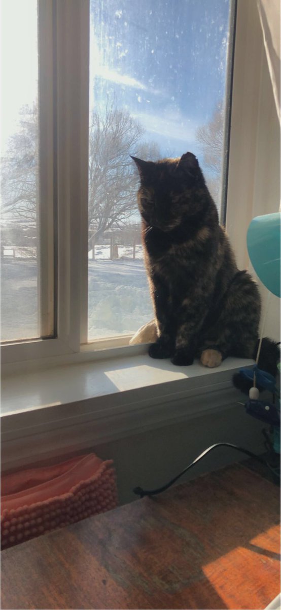 Seebear21's tweet photo. We lost our precious agent of chaos this weekend. Just hoping she’s hunting whatever small creatures are in the great beyond and running with all 4 legs. https://t.co/PRVcA8fn1X
