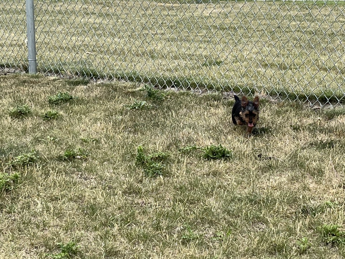 heren_ess's tweet photo. Waiting for friends to show up at the dog park. This is my life now I guess. https://t.co/uDoG6TkUr1