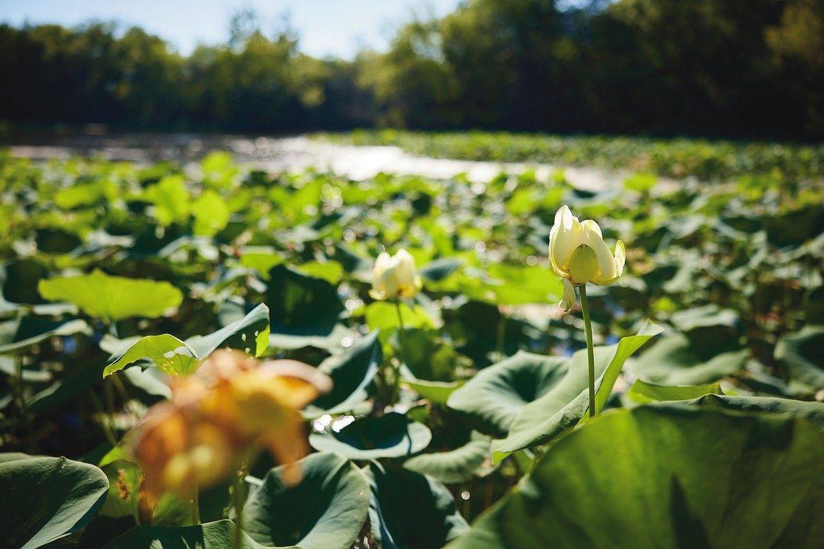 PowellGardens's tweet photo. #MidwestForaging: In August, we’re focusing on the American Lotus (Nelumbo lutea). This perennial aquatic plant grows best in full sun and produces pink, white, or yellow flowers. Learn more and register for American Lotus: One Night Only at https://t.co/N4D46OxbLs. https://t.co/nGEDpeZ7Ol