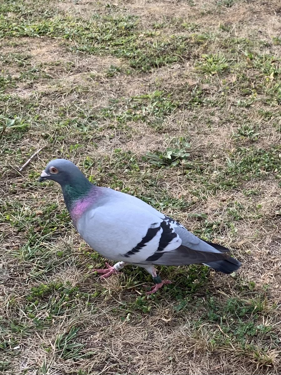 JacqqieD's tweet photo. #duif #rtl #frankrijk deze duif is heel mak en zit in de tuin in Mesnil-Saint-Pierre https://t.co/H7q1irVPal