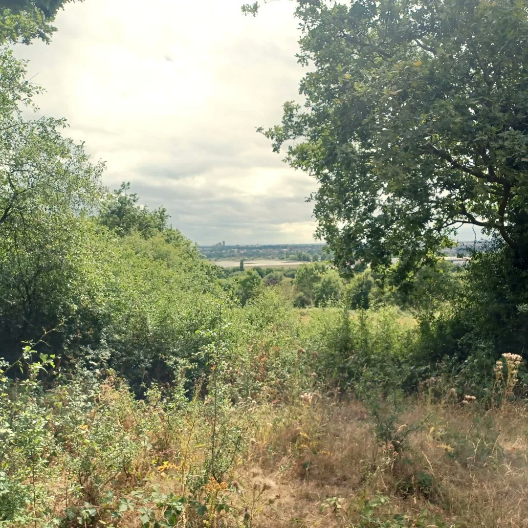 sarra1978's tweet photo. #location #bondsshortstories #harespell #haresofhorsendenhill @FriHoHi @SelborneSoc https://t.co/IDeWKr8bYn