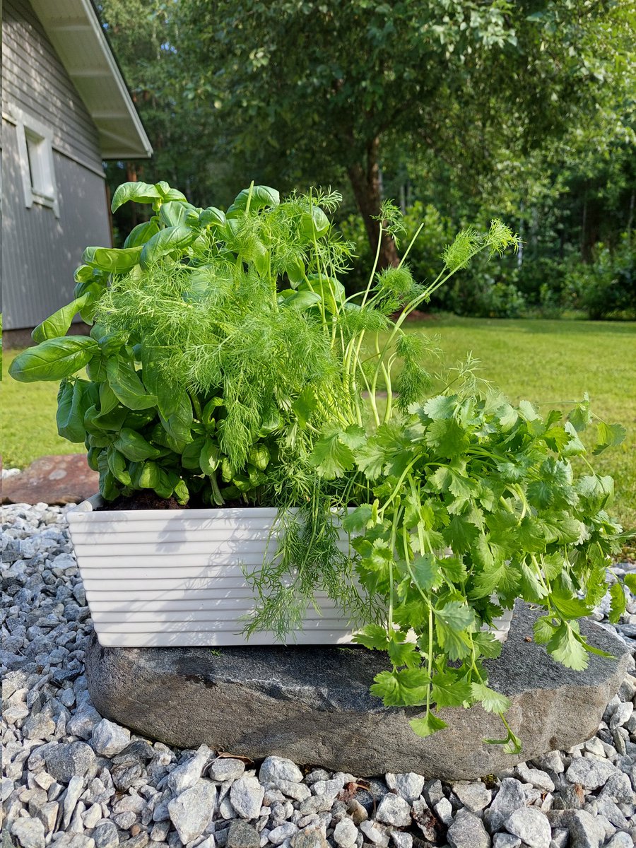 IlvonenAnne's tweet photo. Yrttitarhani 🌱 😄 #yrtti #satokausi https://t.co/7o1QAOaXeS