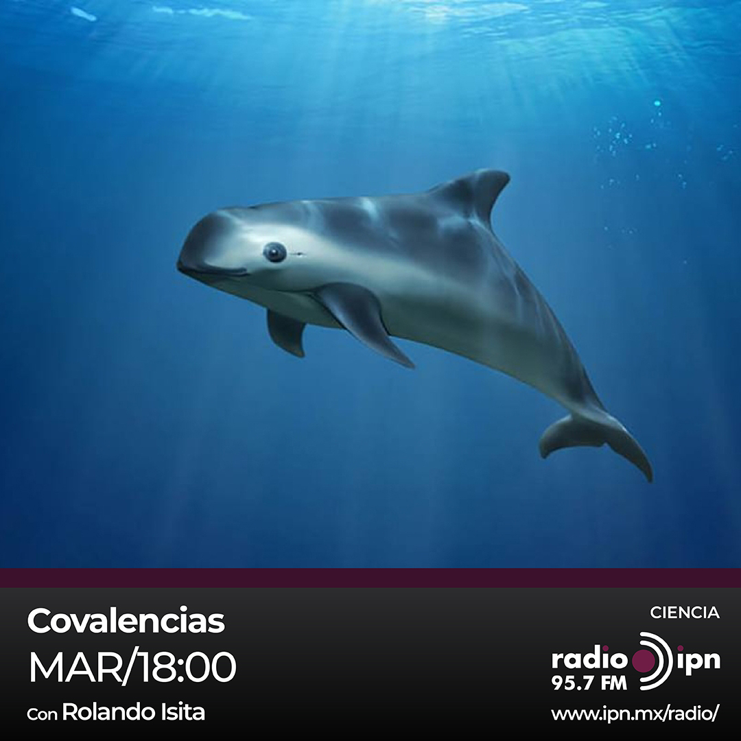 RadioIPNOficial's tweet photo. "Platicaremos con el Dr. Iván Enrique Campos Silva de la @esimez_oficial sobre cómo incrementar la vida útil de materiales para uso médico.
Además, conoceremos a qué se refiere el término “Defaunación”. https://t.co/cTjbvlbdZR