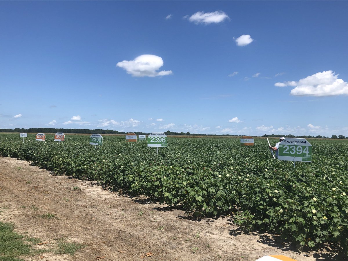 Had some great weather today to show off some Stoneville varieties at the <a href="/sunbeltagexpo/">Sunbelt Ag Expo</a>