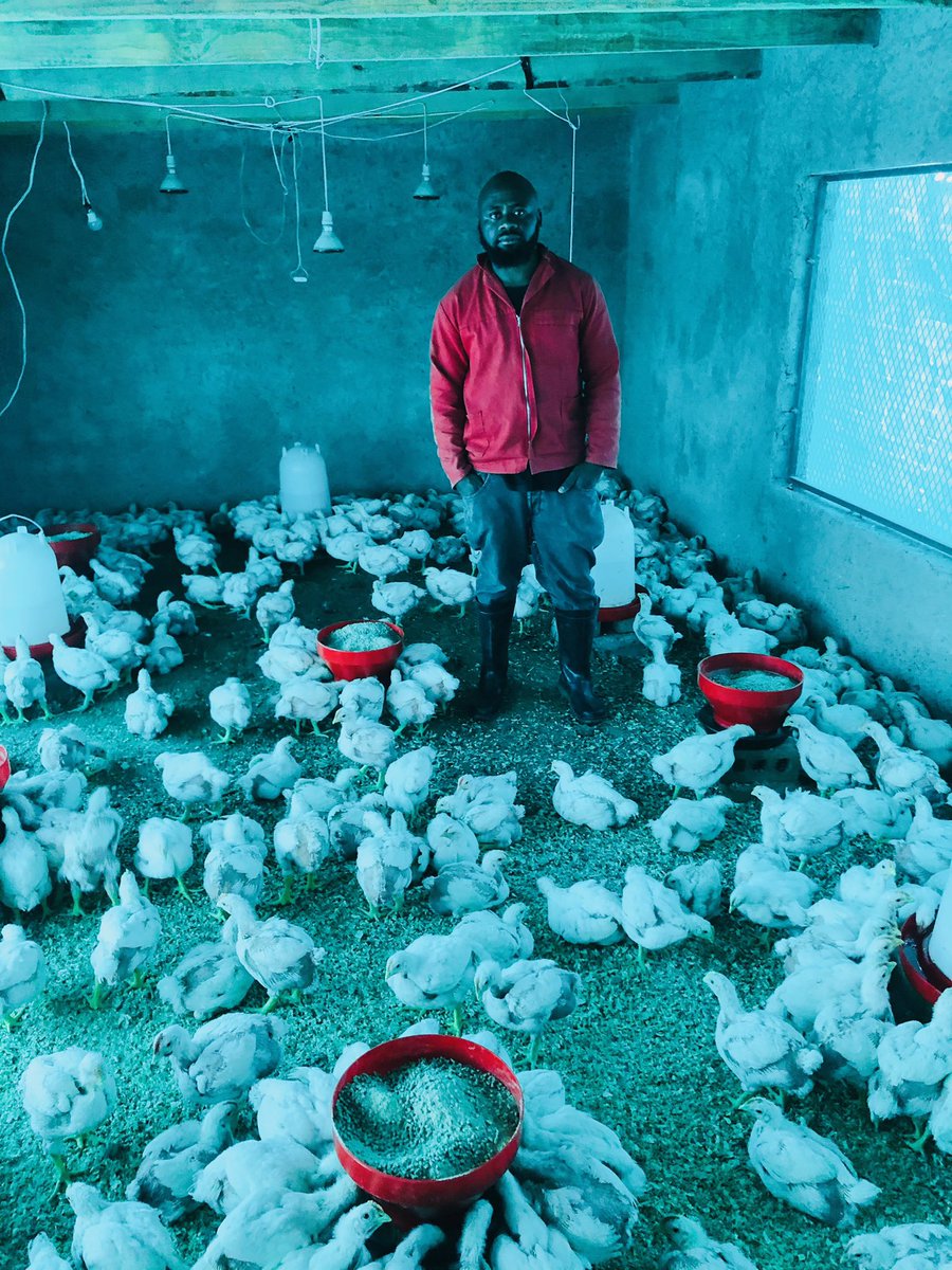MakwalaAgri's tweet photo. #stopchickendumpingSA As a young farmer in South African I stand against Chicken dumping @table_shakerZA @FairPlayZA @Tsogang3 @twin_chicks @Fredmunene_ @kwanda_nyazeka @Julius_S_Malema https://t.co/Pf4ZD8w1ey